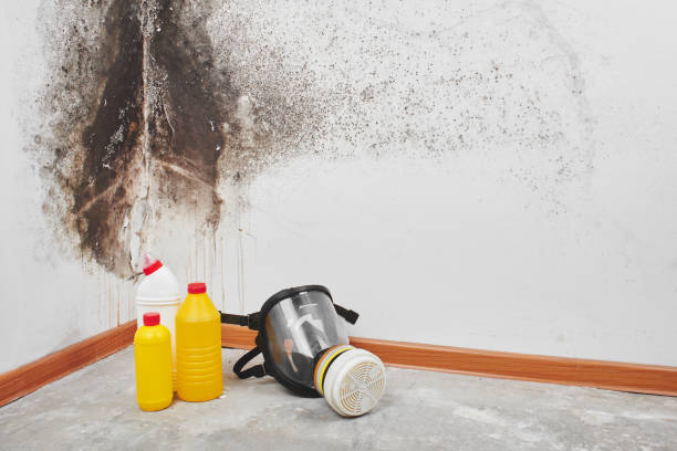 Best Mold Inspection  in Robersonville, NC
