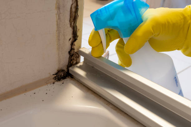 Best Black Mold Removal  in Robersonville, NC