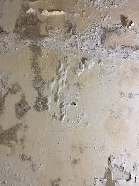 Best Commercial Mold Removal  in Robersonville, NC