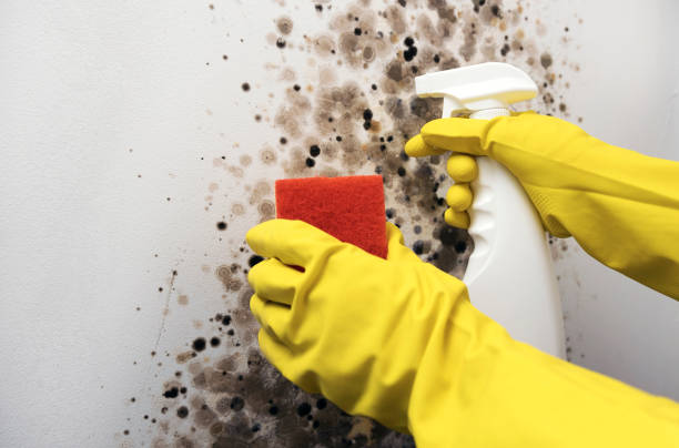Best Toxic Mold Removal  in Robersonville, NC