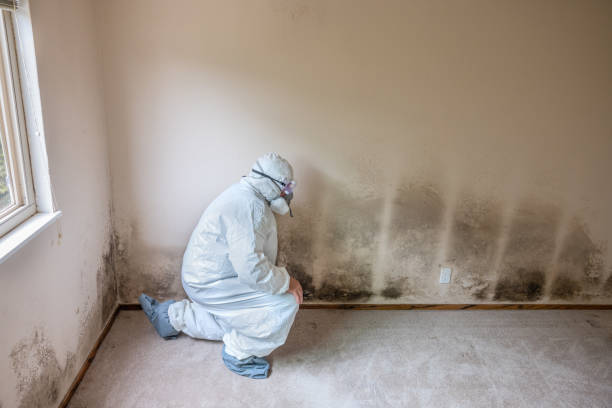 Best Mold Testing and Removal  in Robersonville, NC