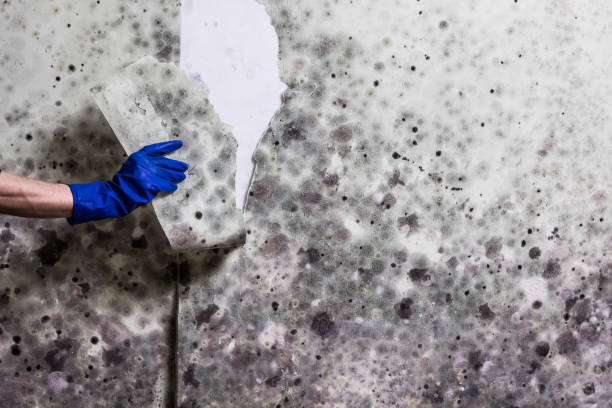 Best Local Mold Removal Service  in Robersonville, NC