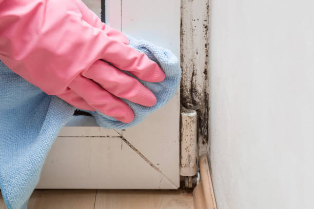 Best Crawl Space Mold Removal  in Robersonville, NC