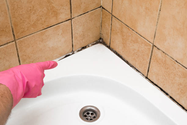 Best Office Mold Removal Services  in Robersonville, NC